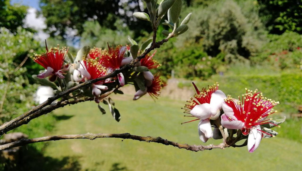 Poggiolindo B&B Capodimonte Exteriér fotografie
